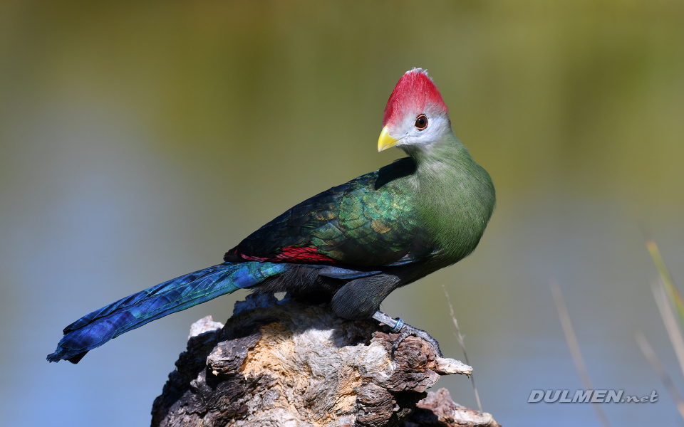 Red-crested turaco (Tauraco erythrolophus)